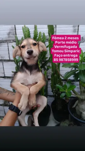 Adoção URGENTE