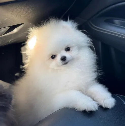 Spitz alemão 