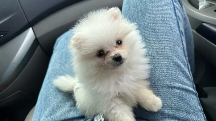Lulu da Pomerania