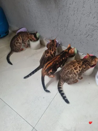 Gato bengal