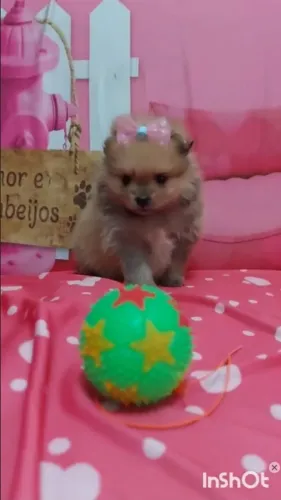 Lulu da pomerânea com pedigree e contrato com garantia!