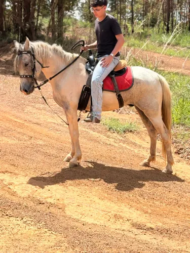 Vendo cavalo, pampa bom de lida 