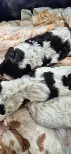 Cocker spaniel _Filhotes machos