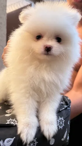 Vende-se filhote de spitz alemão anão, branca, fêmea