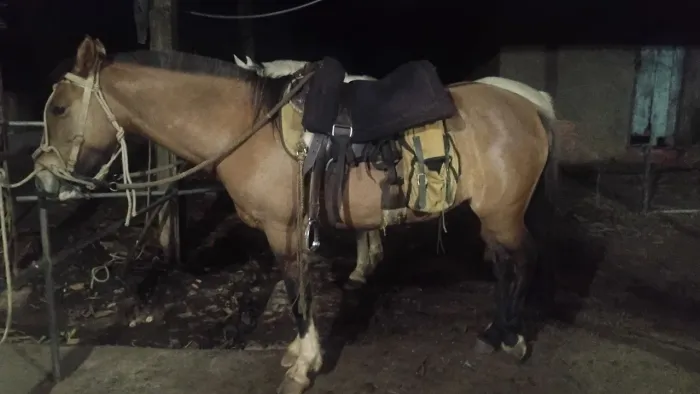 Cavalo