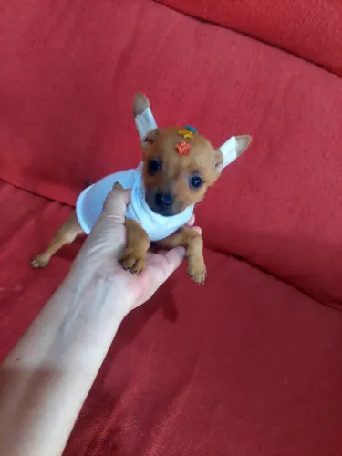 Pincher tenho uma fêmea comendo ração seca e vermifugada