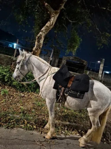 Cavalo crioulo