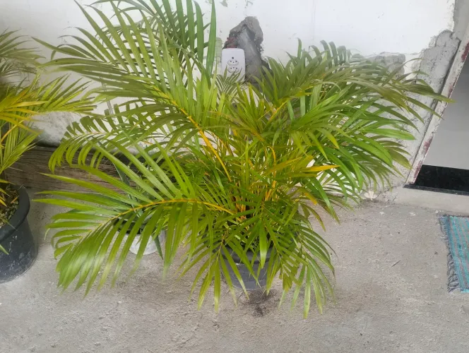 Vendo plantas de sombra