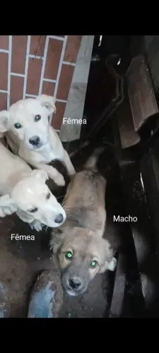 Filhotes abandonados para adoção