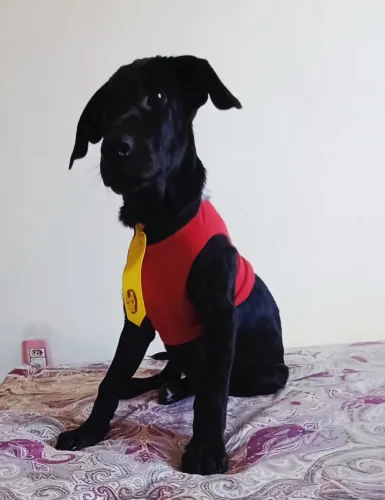 Adoção responsável 