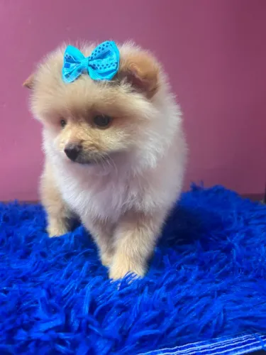 Spitz 