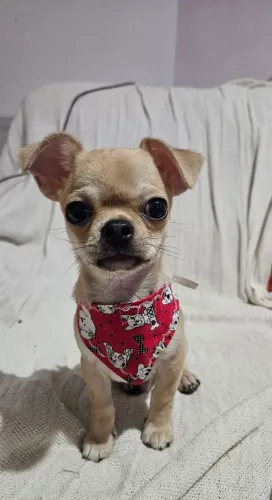 Filhote de Chihuahua Macho 