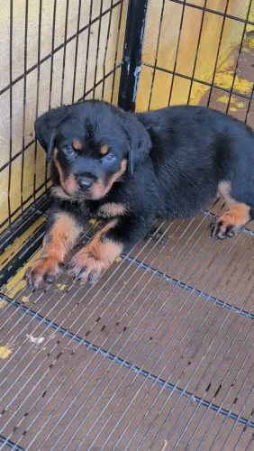 Filhotes de Rottweiler