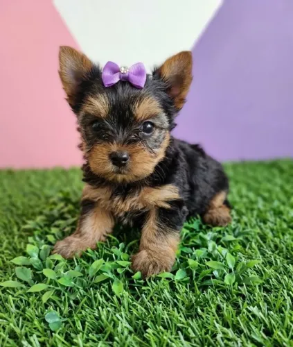 Yorkshire Terrier Fêmea Puro Encanto