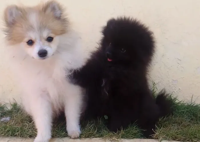 Spitz alemão anão 
