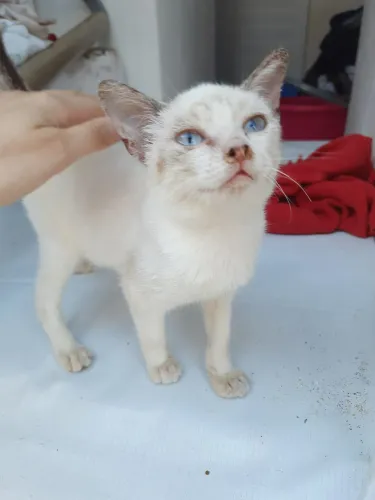gato filhote doação adoção