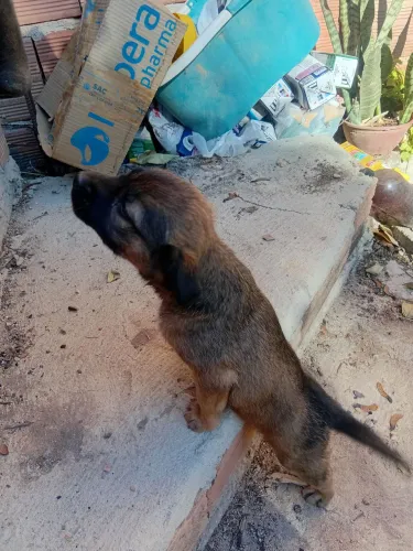 Cadelinha doação