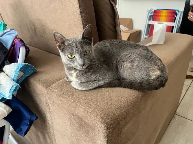Doação de gata castrada
