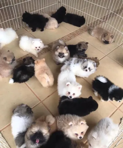 Lulu da pomerania fêmea 