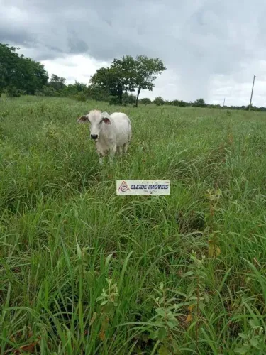 Fazenda à Venda em Porto Alegre do Norte - MT , Com Área Total: 1.891 hectare