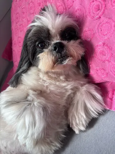 Pet Sitter - Cuidadora de Cães e Gatos