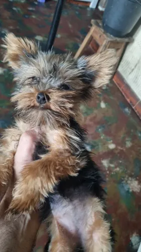 PET