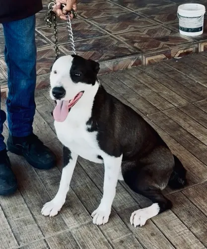 Cão amigo a procura de um lar