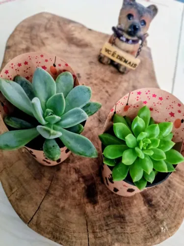 Plantas Suculentas (Lembrancinhas)