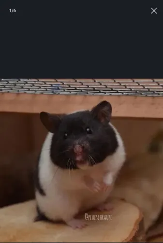 Rato hamster sírio