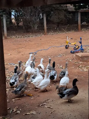 Vende-se este marreco