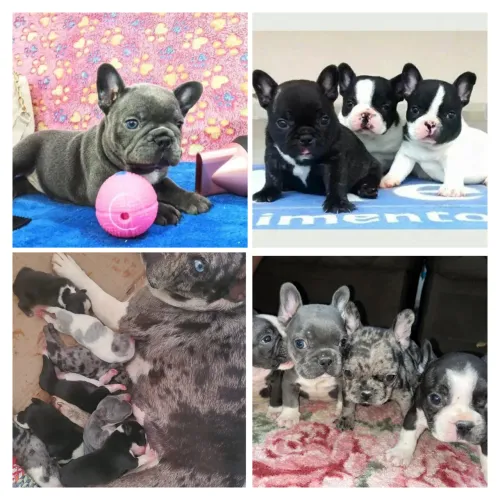 LINDOS FILHOTES BULLDOG FRANCÊS OLHO AZUL EXÓTICOS 