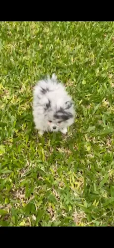 Spitz alemão anão merle