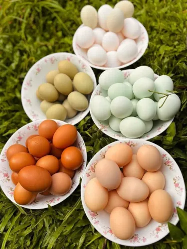 Pintinhos
