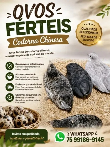 Ovo Ferteis Codorna Chinesa
