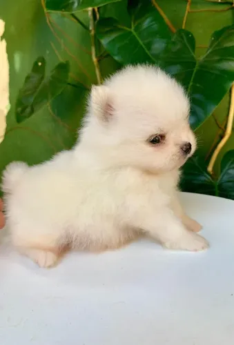 Spitz alemão machinhos