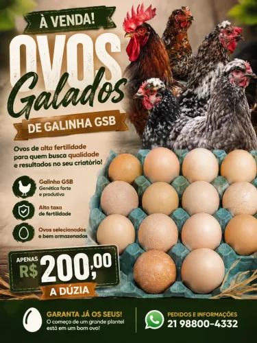 Ovos galados de Galinha Sertaneja Balão