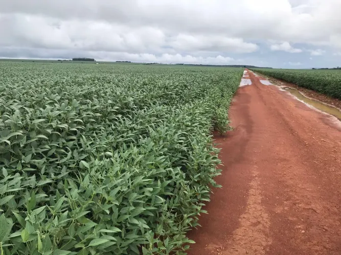 Fazenda de arrendamento 1.800 hec plantando em Diamantino MT.