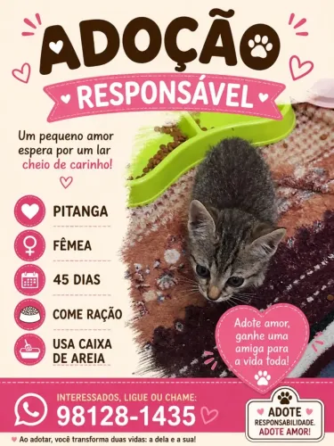 Gatos para adoção
