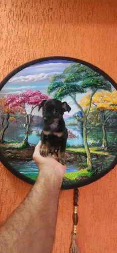 PINSCHER MACHO MINIATURA LEGÍTIMO 800 EM ATÉ 10X SEM JUROS NO CARTÃO.