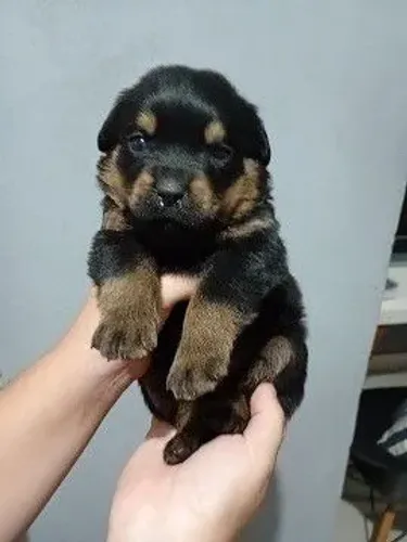 Filhotes de Rottweiler