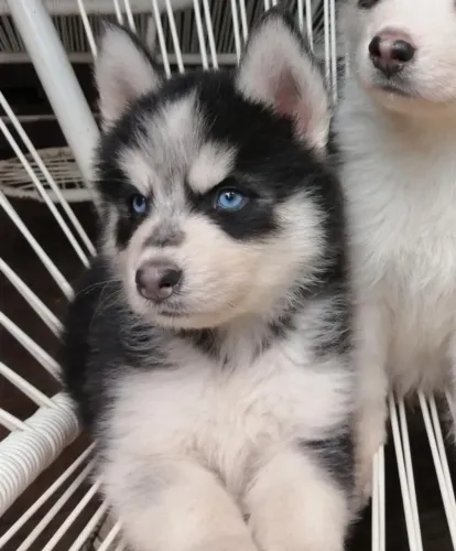 Husky Siberiano,Husky Siberiano Filhote Amoroso com Beleza Marcante e Energia