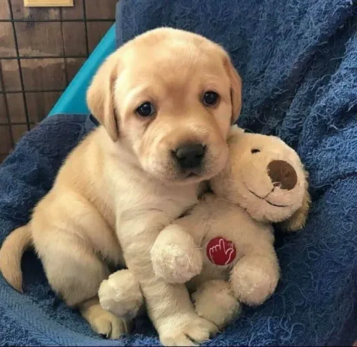 Filhote Labrador gominhos de felicidade