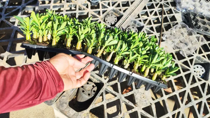 Cartela 100 unidades rosas deserto cores variadas R$ 230 Reais entrego