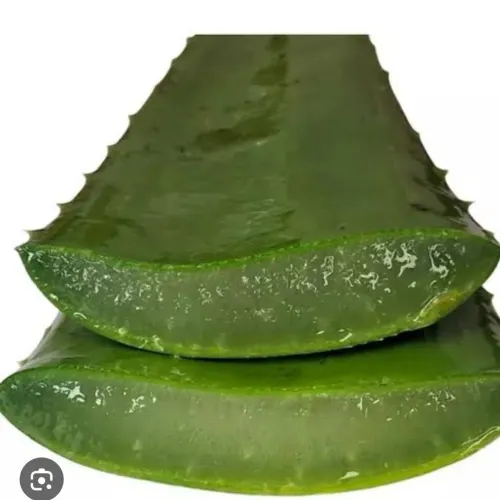 Folhas de Aloe Vera Frescas