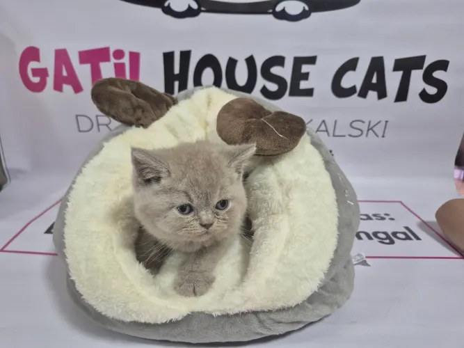  British Shorthair macho Lilac