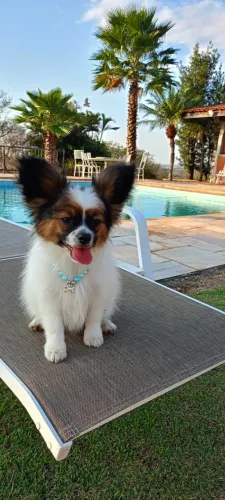 Papillon macho a venda  ( alegre e carinhoso ) 