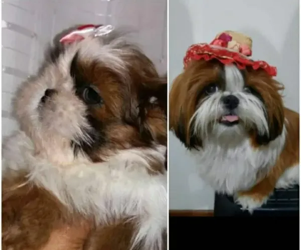Shih Tzu Charmoso e Adorável!