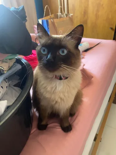 Doa se uma Gata linda e dócil., castrada 