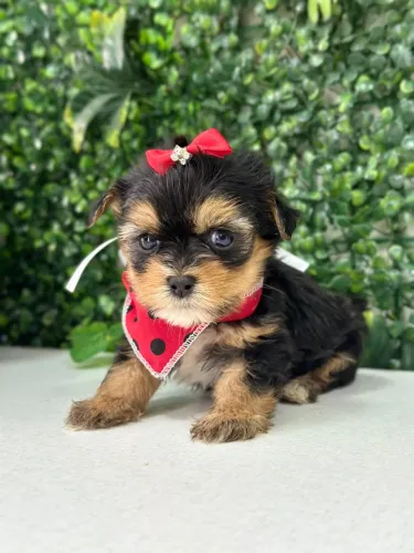 Filhote de Yorkshire Terrier 