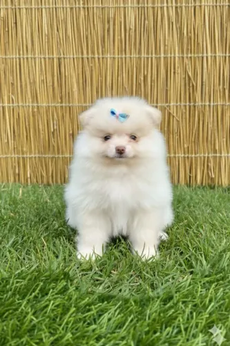 Spitz Alemão fêmea anã creme com a trufa marrom. Charmosa e encantadora!